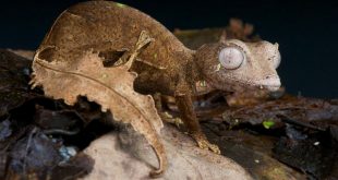 animales que se camuflan