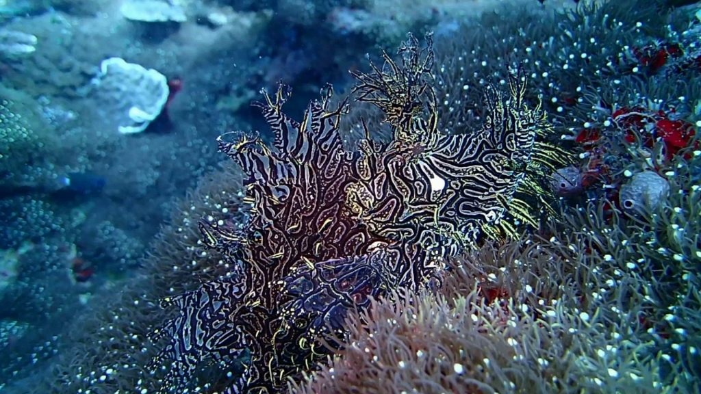 animales que se camuflan 