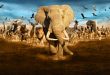 Animales que Migran