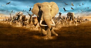 Animales que Migran