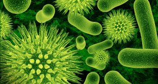 cómo se reproducen las bacterias