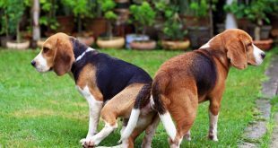Por Qué Los Perros Se Quedan Pegados